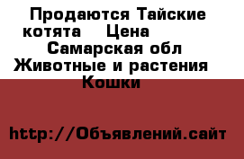Продаются Тайские котята  › Цена ­ 1 000 - Самарская обл. Животные и растения » Кошки   